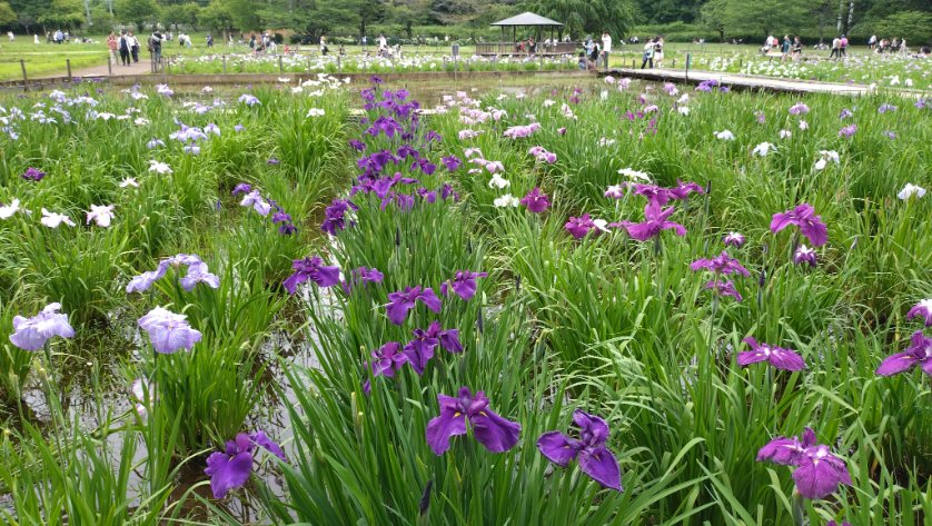 donjalan's tweet photo. 短い滞在で仕事あるのに、花見に行く時間は作るのである。多摩の東村山市の北山公園で菖蒲祭り。
いや〜満開です。草花じゃなくてこういう大きめ一本立ちの花は好きな種類。これとかアヤメとかカンナとかグラジオラスとか。 https://t.co/MaxtxYXGCs