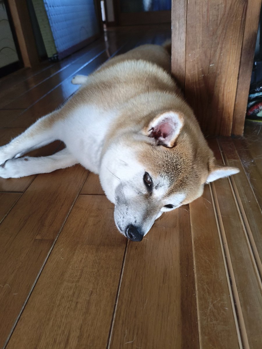 irda_jt's tweet photo. #柴犬 https://t.co/2fKUMCdeQA