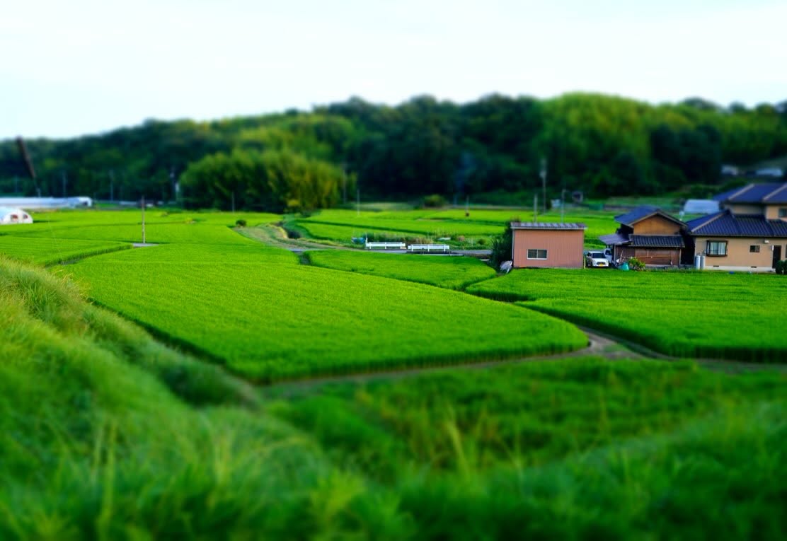 Setouchimyfarm's tweet photo. ドイツ人医師が日本人に肉を食べさせた結果ー

明治政府のお雇い外国人であったドイツ人医師エルヴィン・フォン・ベルツは、日本人の驚異的な持久力に注目した。

きっかけは人力車夫だった。
1880年代、東京から日光へ向かう道中、人間を乗せた人力車を引く車夫が、馬を乗り継いで移動するベルツとほぼ同時に到着したという。

この超人的な身体能力に驚愕した彼は、2名の車夫を雇い、毎日14時間、80kgの重荷を載せて40km（フルマラソン相当）を走らせる過酷な実験を試みた。

実験は食事の内容を分けて行われた。

第一期は、当時の一般的な日本食である「玄米、梅干し、味噌汁、漬物、芋類」という植物性中心の粗食を与えた。

結果、車夫たちは3週間バテることなく毎日40kmを走りきり、体重の減少もみられなかった。

第二期は、「肉を与えればさらに能力が上がる」と考え、牛肉中心の西洋食に変えさせた。

しかし、開始わずか3日目で車夫たちは激しい疲労を訴え、走るペースが激減。
5日目には「元の食事に戻してくれ」と懇願され、実験は中止となった。食事を日本食に戻すと、彼らの体力はすぐに回復した。

この結果からベルツは
「西洋栄養学をそのまま日本人に当てはめて肉食を強制することは、かえって健康とタフさを損なう」
と結論づけ、ドイツの学会に報告した。

現代の科学的視点では、当時の日本人は豊富な食物繊維によって腸内細菌が高度に発達しており、
穀物から爆発的なエネルギーや必要な栄養素を体内で効率よく合成・吸収できる極めて燃費の良い体内環境（腸内フローラ）を持っていたと考えられている。

ベルツの実験は、伝統的な日本食が日本人の強靭な身体を支えていた事実を証明する貴重な記録である。

食べ物と水で人間の身体はつくられている。

何を食べ、何を飲むかで 
その人の思考 精神 運命 まで左右するのかもしれない。

「農は国の根幹」

そう語り継がれてきた理由も、ここにあるのではないだろうか。

#自然農法 #日本食 #農は国の根幹 #食養生 #腸内環境