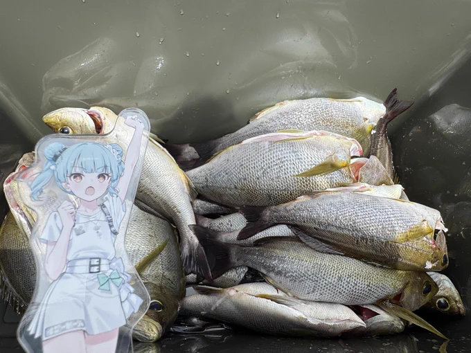 イサキが大量だぁ