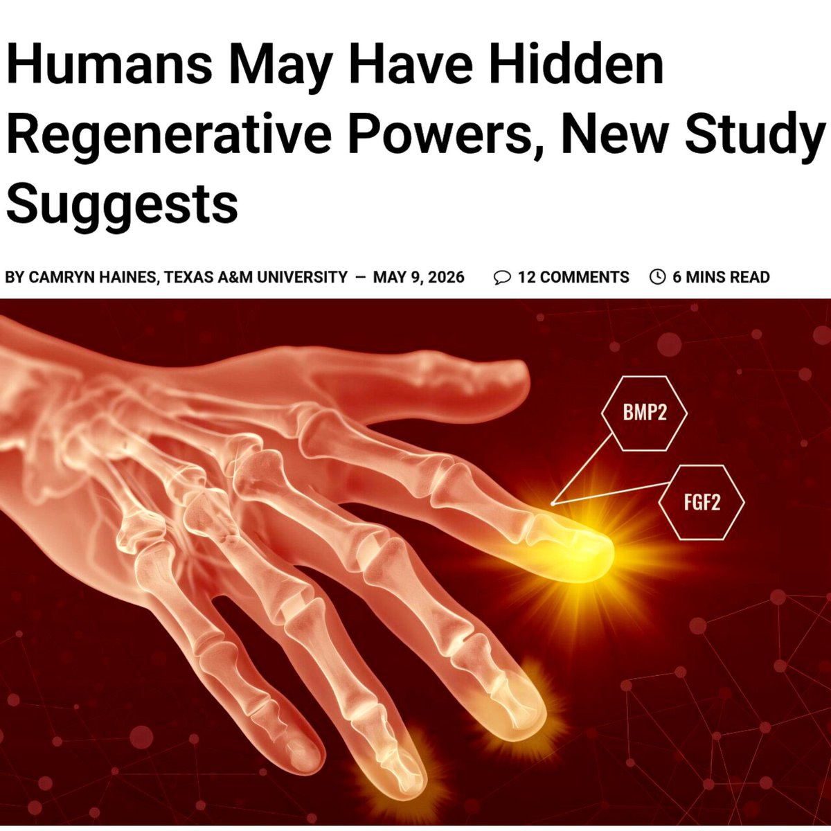 SciTechera's tweet photo. BREAKTHROUGH:

Researchers just discovered that a simple two-step treatment helped mice regenerate complex digit structures after amputation.

Scientists first applied FGF2 (Fibroblast Growth Factor 2) to trigger a regenerative structure called a blastema, then used BMP2 (Bone Morphogenetic Protein 2) to guide the growth of new bone, tendons, ligaments and joint tissues.

The results suggest that mammals may still possess dormant regenerative abilities, and that regeneration could be activated by the right biological signals rather than requiring entirely new cells.

For most of human history, lost tissue was considered gone forever. This research hints at a future where medicine move beyond repairing damage and begin restoring what was lost 👀