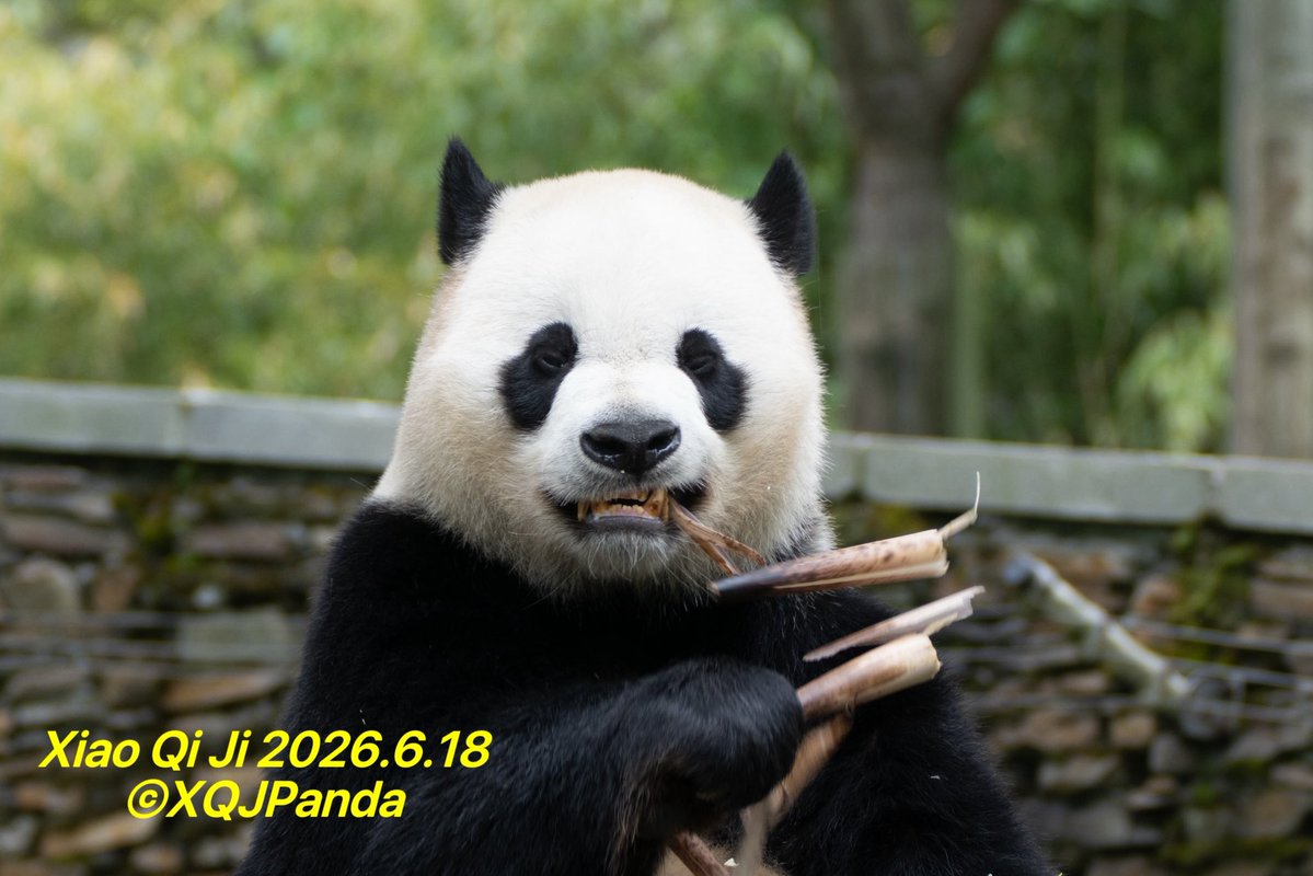XQJPanda's tweet photo. Xiao Qi Ji/Little Miracle
By🌹2026.6.18🌹

P1: Hello! 😁
P2: Who comes to mind? 😘
P3: New wooden stake 🥰
P4: 😄

#xiaoqiji
#littlemiracle
#china #Shenshuping
#adventure https://t.co/zENKGezsOG