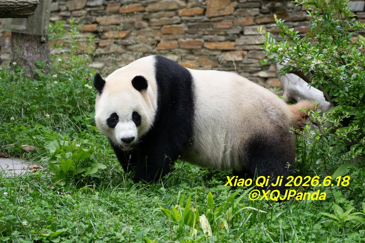 XQJPanda's tweet photo. Xiao Qi Ji/Little Miracle
By🌹2026.6.18🌹

P1: Hello! 😁
P2: Who comes to mind? 😘
P3: New wooden stake 🥰
P4: 😄

#xiaoqiji
#littlemiracle
#china #Shenshuping
#adventure https://t.co/zENKGezsOG