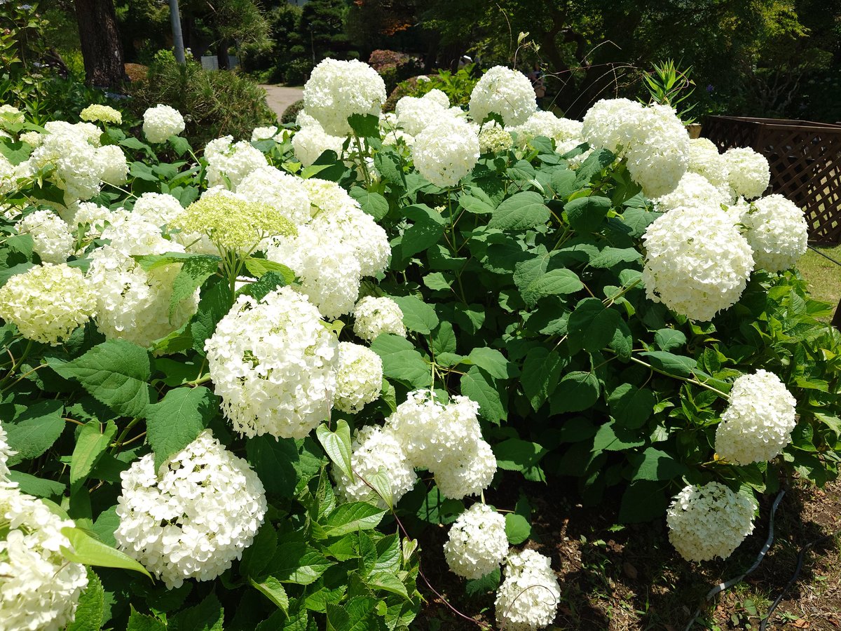 otoshino_803's tweet photo. 梅雨の中休み、紫陽花巡り保和苑と八幡宮に行って来ました。😘#保和苑 https://t.co/TsVJgAvSXE