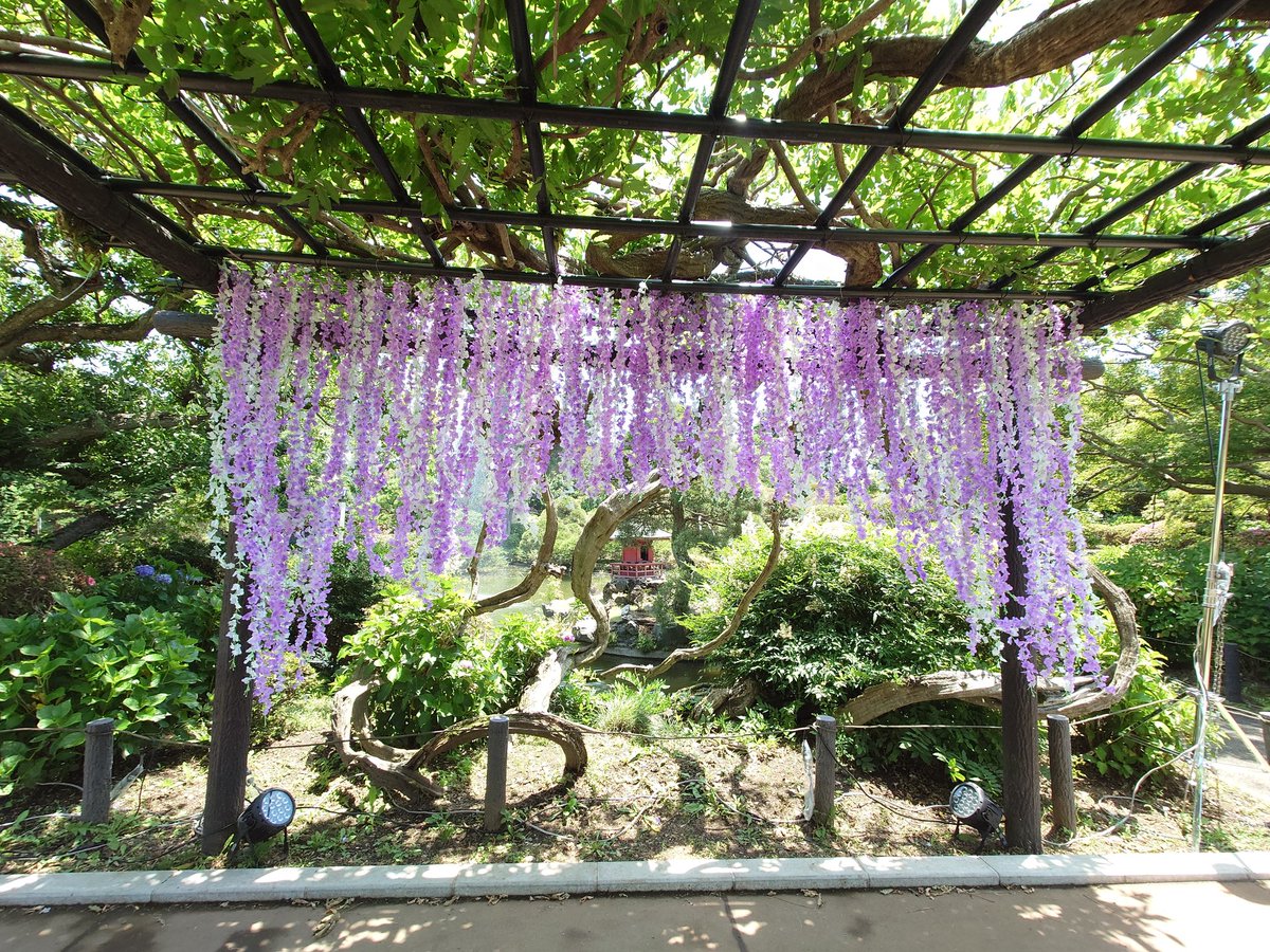 otoshino_803's tweet photo. 梅雨の中休み、紫陽花巡り保和苑と八幡宮に行って来ました。😘#保和苑 https://t.co/TsVJgAvSXE