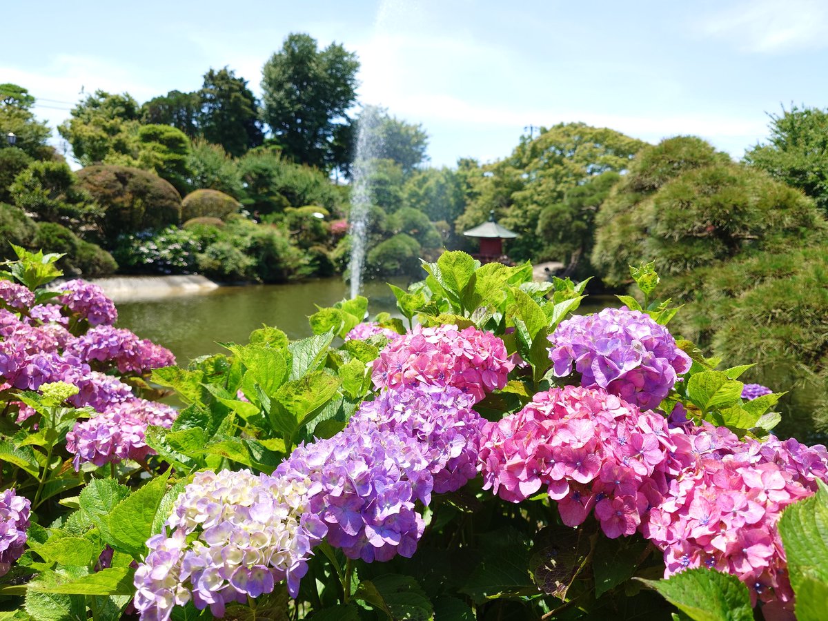 otoshino_803's tweet photo. 梅雨の中休み、紫陽花巡り保和苑と八幡宮に行って来ました。😘#保和苑 https://t.co/TsVJgAvSXE