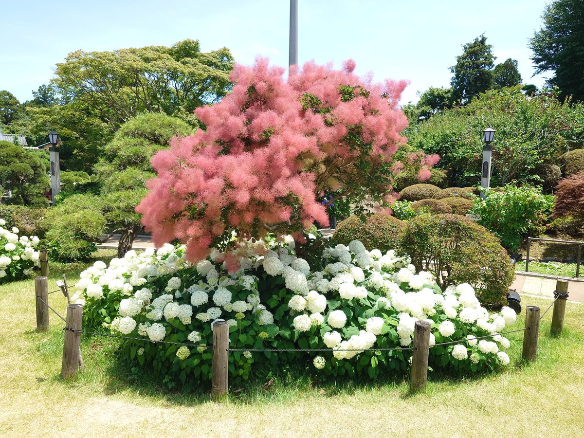 otoshino_803's tweet photo. 梅雨の中休み、紫陽花巡り保和苑と八幡宮に行って来ました。😘#保和苑 https://t.co/TsVJgAvSXE