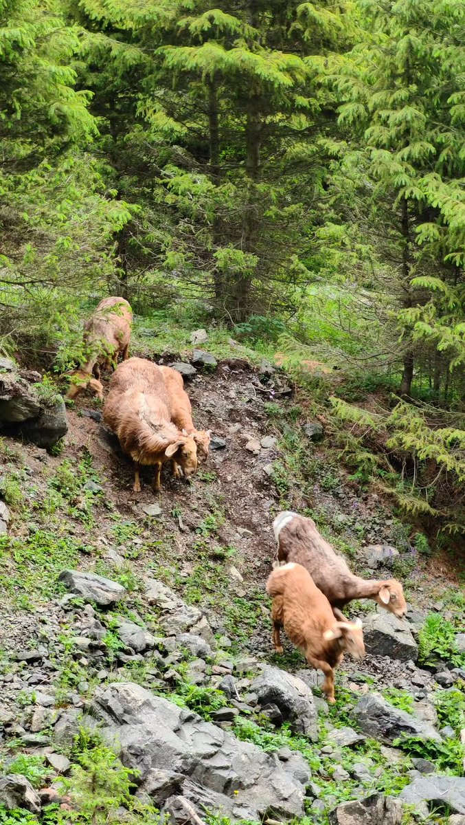 liu1948's tweet photo. 想要做山中一只自由自在的小羊🐏 https://t.co/0OC1FzaVlp
