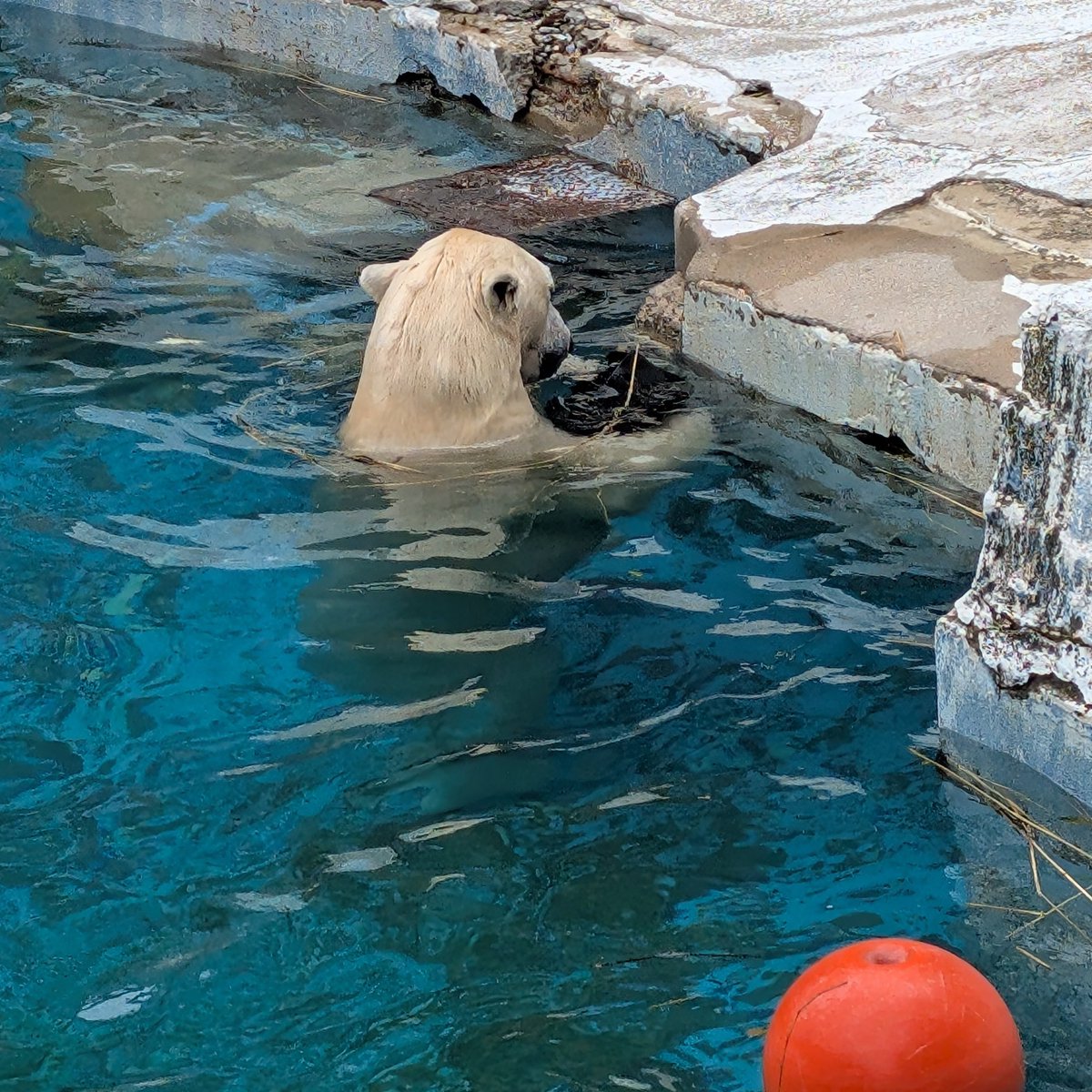 Yuruyuru_hag's tweet photo. 一年程前から毛深く？なってきたなーと思っていたけど、ここ数ヶ月のホウちゃんの変貌ぶりが凄い。めっちゃホッキョクグマ！
プリンプリンもちもちボディが体毛に覆われているだんて！
だからか時々ゴーゴの面影が……😢

近いうちにお婿さん迎えるかな🤔 https://t.co/KxBdHylOxC
