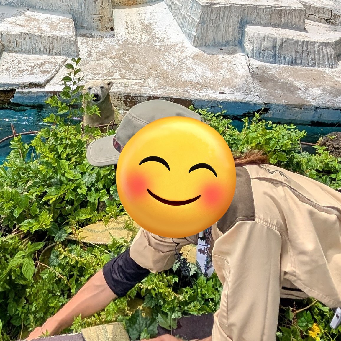 Yuruyuru_hag's tweet photo. 一年程前から毛深く？なってきたなーと思っていたけど、ここ数ヶ月のホウちゃんの変貌ぶりが凄い。めっちゃホッキョクグマ！
プリンプリンもちもちボディが体毛に覆われているだんて！
だからか時々ゴーゴの面影が……😢

近いうちにお婿さん迎えるかな🤔 https://t.co/KxBdHylOxC