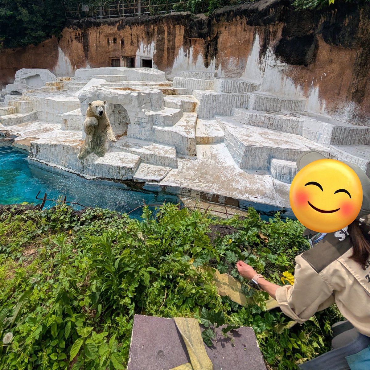 Yuruyuru_hag's tweet photo. 一年程前から毛深く？なってきたなーと思っていたけど、ここ数ヶ月のホウちゃんの変貌ぶりが凄い。めっちゃホッキョクグマ！
プリンプリンもちもちボディが体毛に覆われているだんて！
だからか時々ゴーゴの面影が……😢

近いうちにお婿さん迎えるかな🤔 https://t.co/KxBdHylOxC