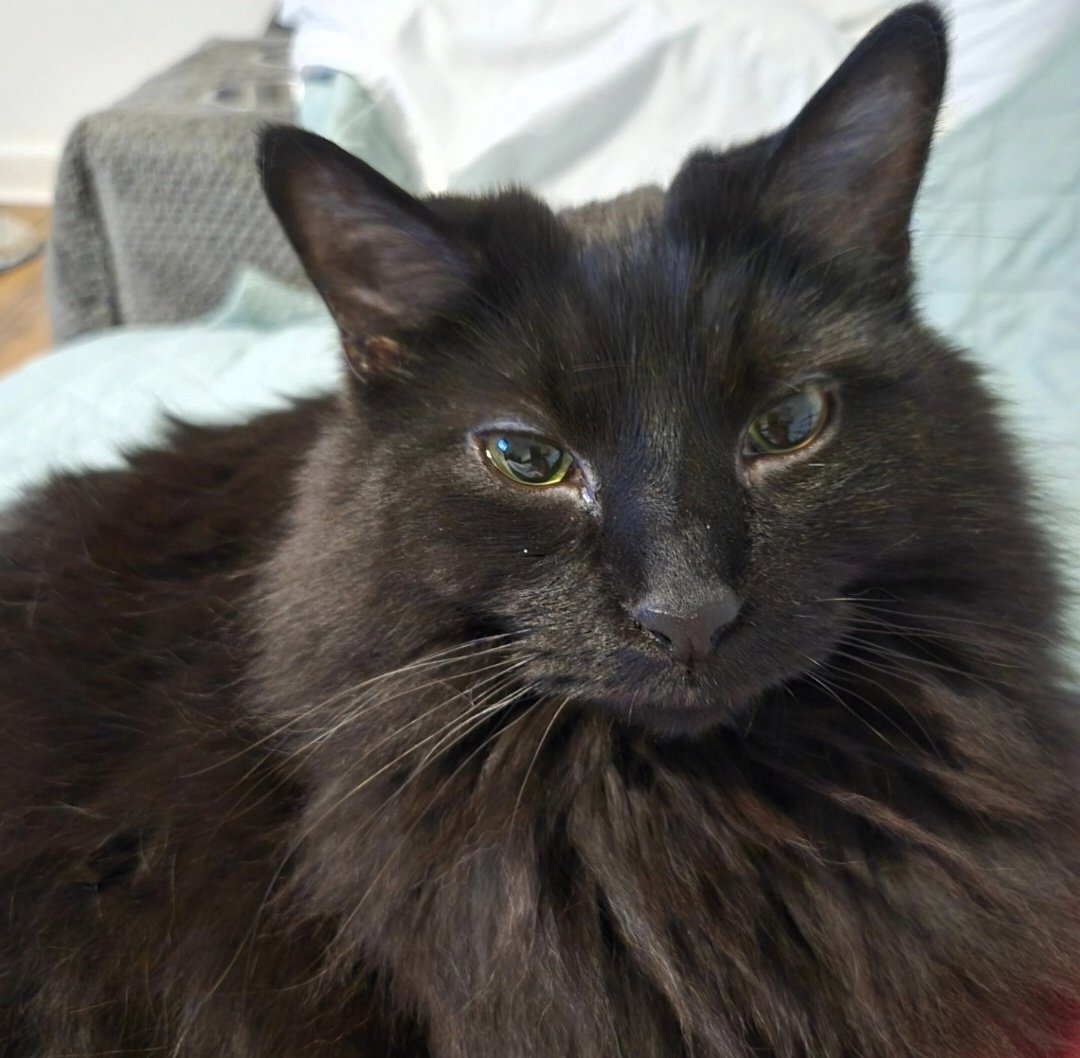 Mon_roeStarr's tweet photo. Why aren't you writing, mom?

#books #quotes #author #cats https://t.co/E2HpQv5E0Y