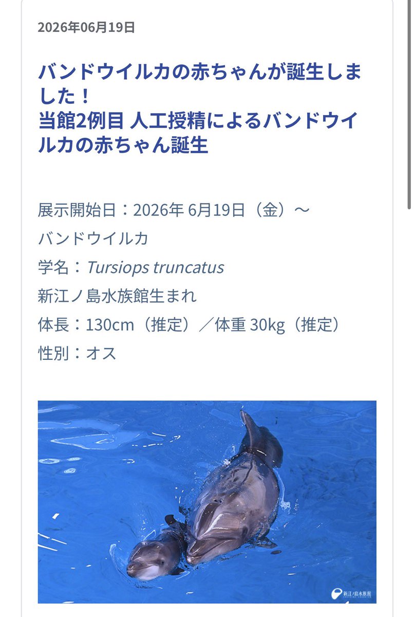 ISANAcom_jp's tweet photo. 新江ノ島水族館は6月19日にハンドウイルカの「シリアス」が赤ちゃんを出産した事を発表しました
https://t.co/OUnUno7gaW https://t.co/zpNm62WUp9