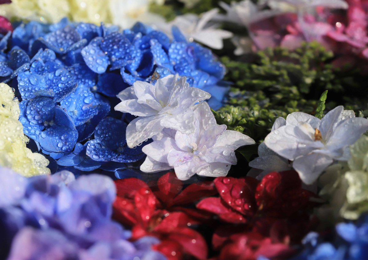 hiroshisj's tweet photo. 手水鉢に浮かんだ紫陽花たち。しおれかけていた花も、こうすると元気を取り戻します🙂 https://t.co/SpHzVCU6Co