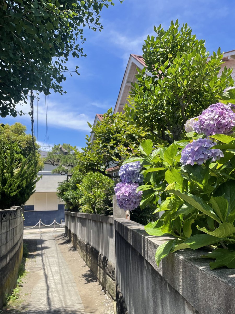 shoptowa's tweet photo. 鎌倉長谷あたりはのんびり路地裏さんぽも楽しい♪

やっぱり紫陽花が似合う

いにしえ感じる風情があったり
海へと抜ける明るい空気感だったり…

鎌倉らしい風景に出会いにぜひ✨

十和は長谷駅から裏路地へ1分
器とくらしの道具をごゆっくりご覧いただけます
どうぞお立ち寄りください https://t.co/9AiSZsqNAo