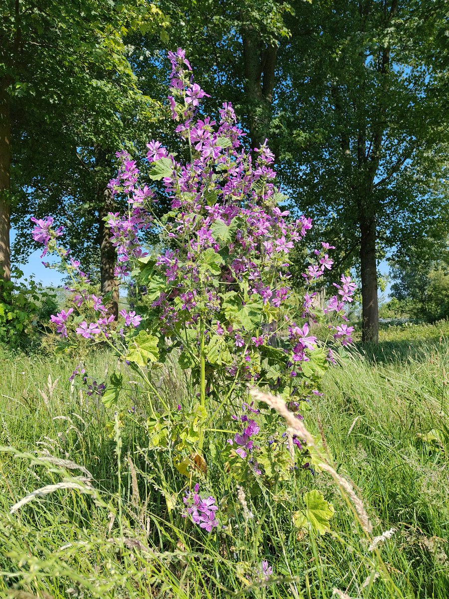 vrijezangvogel's tweet photo. De #schoonheid blijft ook ondanks #geluidsoverlast van circuit Zandvoort. hier mijn #bloemen #fleurop #juni_bloeiers .
Hou je rustig vandaag.
speciale bloemen groet voor @LisetteOpTexel @inja5248 @blogkop https://t.co/2T56oIiqqz