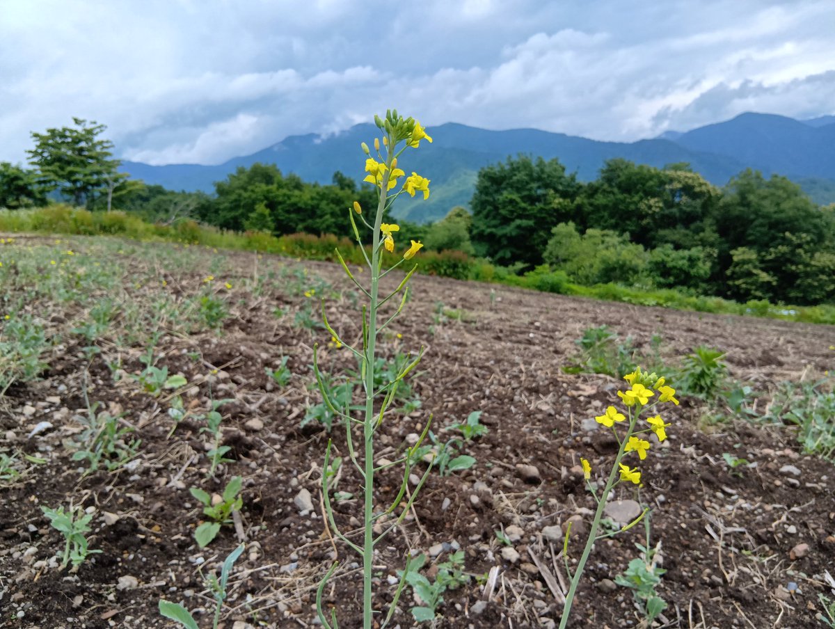 aquagerende's tweet photo. 三ノ倉スキー場より、本日の景観状況です。　花畑は刈込整地され、残された菜の花が名残り惜しく揺れています。　さあ、今後も三ノ倉高原がどうのように変化して行くか、適時報告させていただきますので、よろしくお願いいたします。　
#三ノ倉スキー場　
#三ノ倉高原花畑　
#三ノ倉高原　
#喜多方市 https://t.co/ZJPODcUdc0