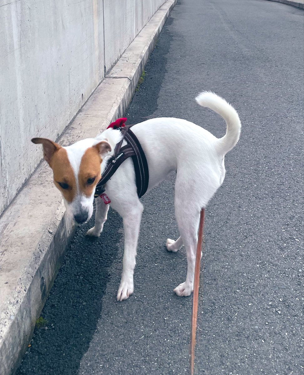 Noe/高橋野枝🏳️🌈🐀🐕🐀🌵 tweet media