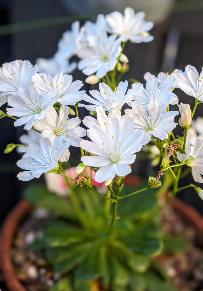 UkFemshep's tweet photo. My Lewisia are looking fantastic this morning, they've not had this many flowers before 🥰🤍🩷💮🌸
Have a great weekend ahead my friends and followers 🫂😎🤗🥰

#mygarden
#outdoors
#gardenplants https://t.co/qEyI2IAv8T