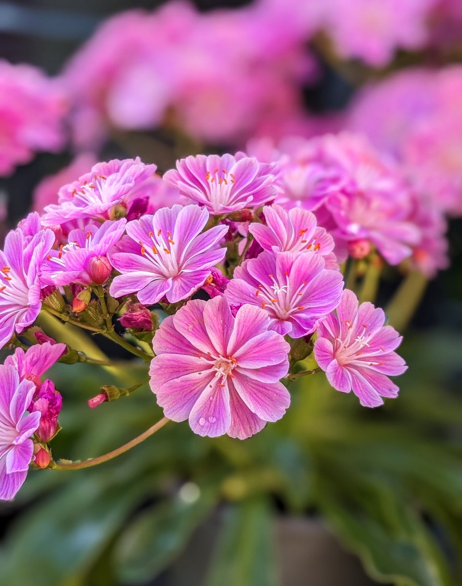 UkFemshep's tweet photo. My Lewisia are looking fantastic this morning, they've not had this many flowers before 🥰🤍🩷💮🌸
Have a great weekend ahead my friends and followers 🫂😎🤗🥰

#mygarden
#outdoors
#gardenplants https://t.co/qEyI2IAv8T