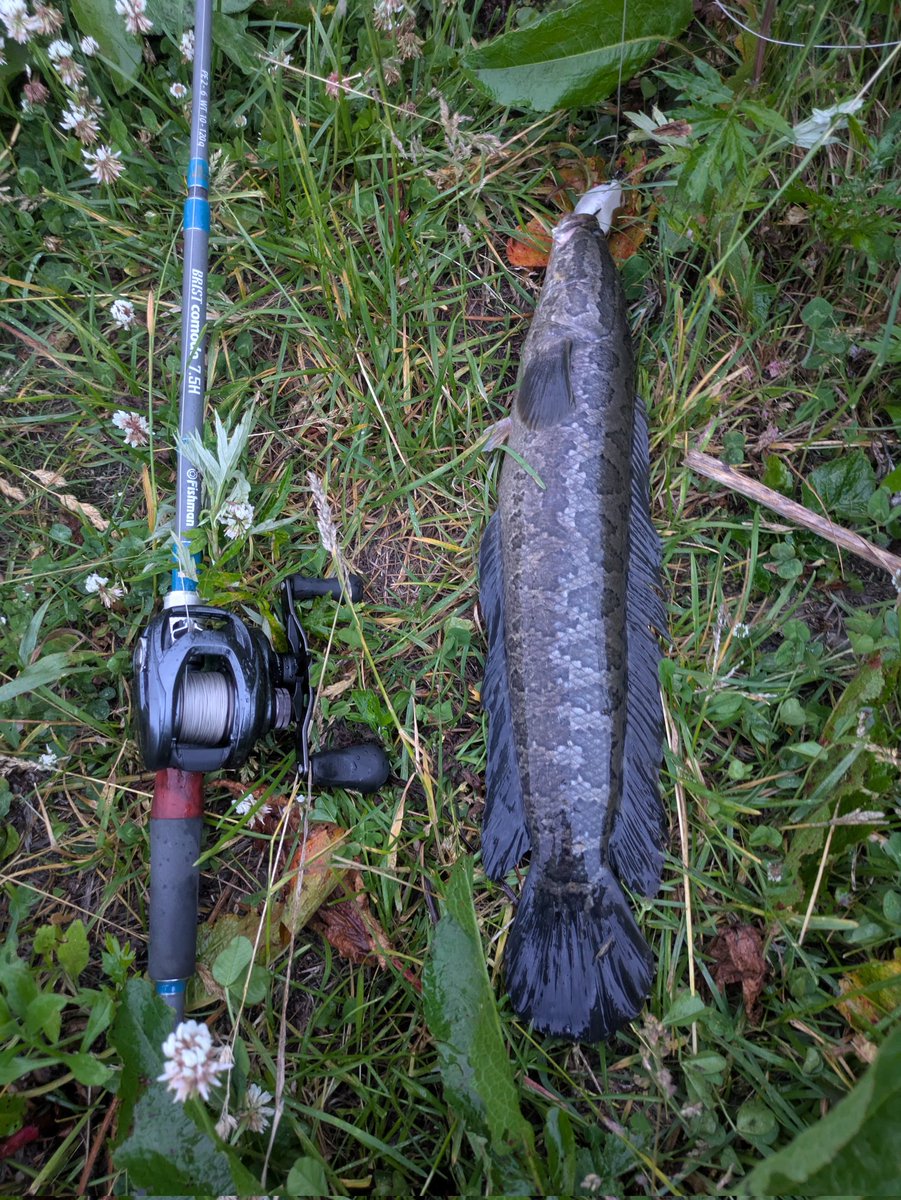krone1192's tweet photo. 今日会社は定時上がりなので日没まで勝負でフロッグ投げてきて今年初雷魚キャッチ！
めちゃうれしー！😂 https://t.co/Ts8dbYYJFz