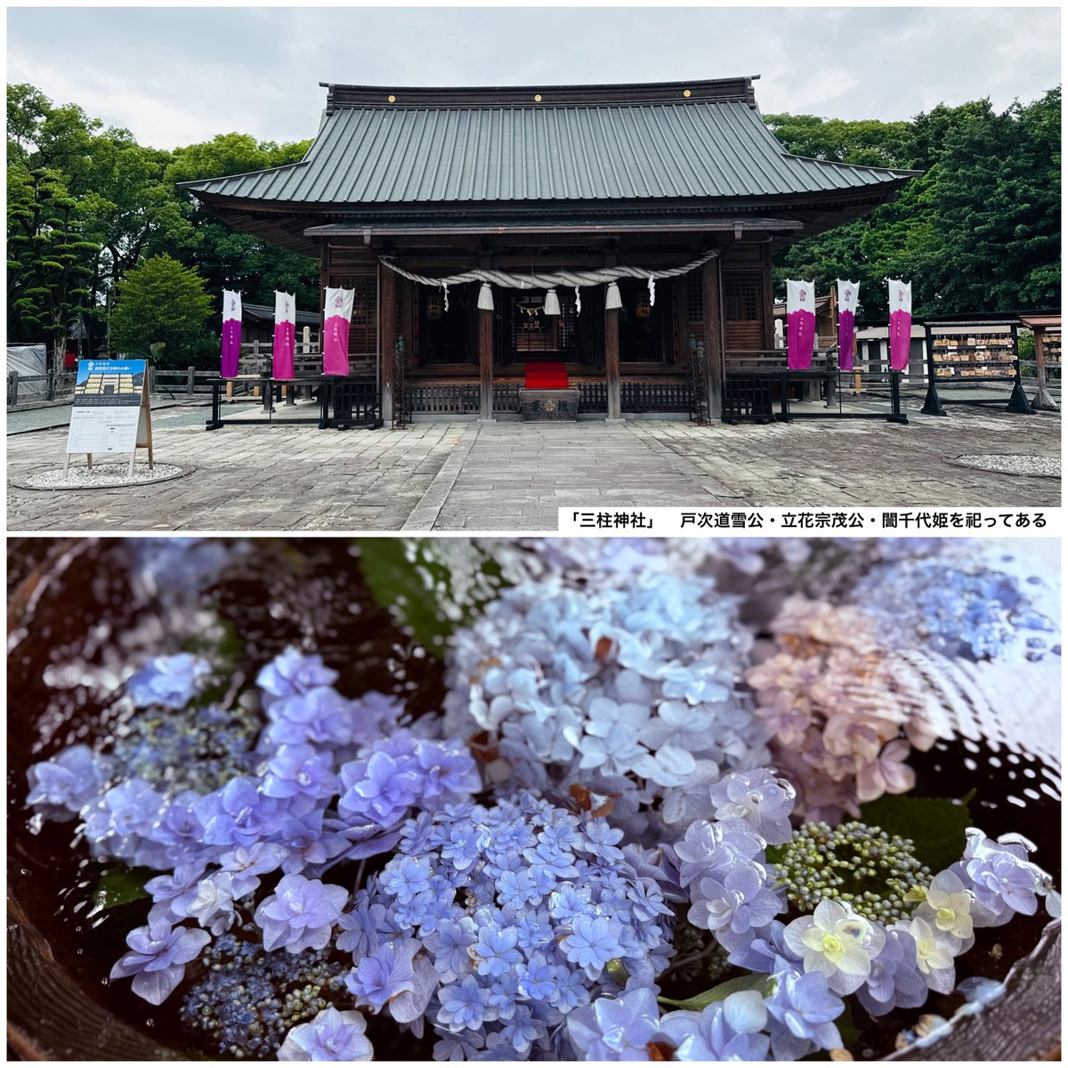 wing952's tweet photo. おパン・小パンダ、紫陽花の花手水を観にゆく(*^^*)

雨模様の日でしたが、今日は２つの花手水がある『三柱神社』へ久しぶりに行きました☆

水郷柳河(柳川)として水と深く結びついた美しい景観を持ってあり、境内にある２つの手水舎(花手水)は一度に楽しめました✨✨

#お買いものパンダ
#三柱神社 https://t.co/ntYMDS10wd