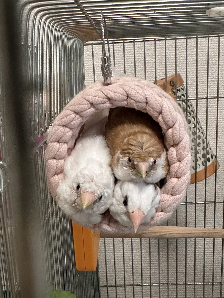 TakanasiHinano's tweet photo. それ1羽用だと思ってたんだけど…

ぎゅうぎゅう十姉妹！
紬くん，肇ちゃん、棗くん https://t.co/YWmUSmRMUi