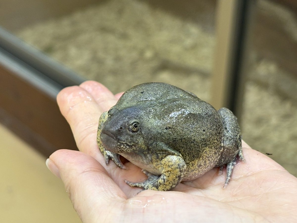 カエル新入荷! パグガエル 地中生のカエル。かなりブサかわいい。