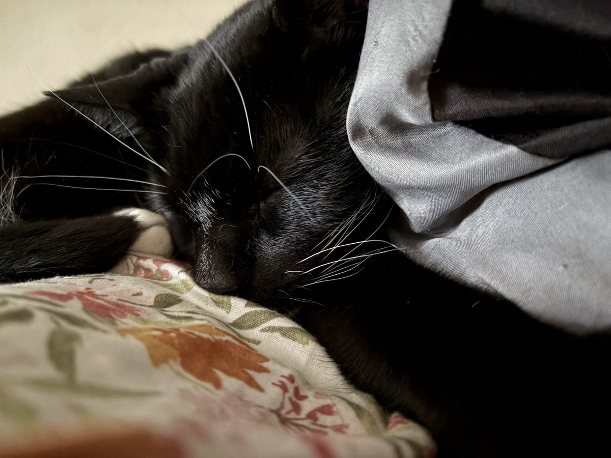 kittybot666's tweet photo. He slept w me nearly all night :-) how kind https://t.co/ggaRSSj3Ui