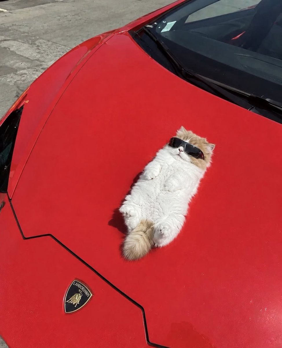 cutest_animal1's tweet photo. 天気が良いからひなたぼっこしてる https://t.co/sNQDBzGEDX