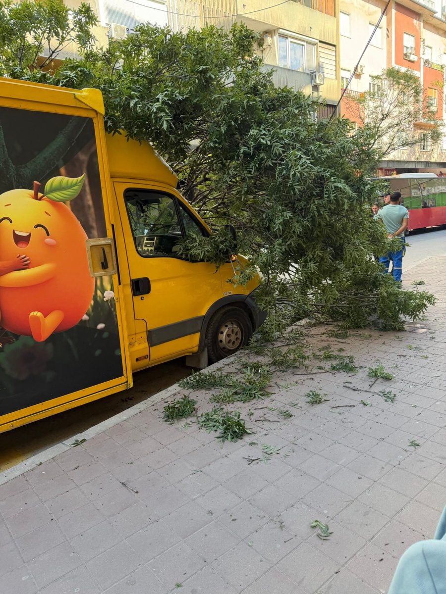 preokretnis's tweet photo. Palo zdravo drvo u Obrenovićevoj. Juče na kamion - sutra možda na dete. Dok se grad utrkuje u betoniranju i popločavanju, neko bi morao da objasni kako „zdrava“ stabla završavaju na ulici. Sreća je što l brojimo samo materijalnu štetu. #Niš #Betonizacija #BezbednostGrađana https://t.co/xqbto4c2Pv