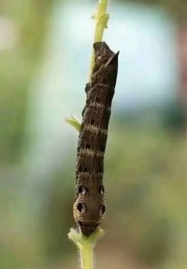 Alloysious_x's tweet photo. Nature is wild, this snake disguises itself as a caterpillar to fool predators." https://t.co/pRhd9sN7a6