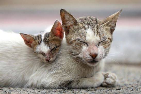 Giosi_Borselli's tweet photo. Coup de gueule de Thierry Lechevallier sur Facebook. 

« Je n'arrive décidément pas à comprendre celles zé ceux qui laissent traîner , divaguer leurs chats , dehors ....... Ces gens qui A-DO-RENT leurs matous , les laissent dehors à la "merci" de tous les dangers du monde , en espérant les retrouver à leurs retours des courses voir ..... du travail ..... Et puis ce sont les mêmes qui te donnent des leçons de "protection" animale , bien évidemment ....... Ah oui ya le fameux : "Les chats sont faits pour vivre dehors" ...... Mais bien sûr , quand on constate l'état désastreux dans lesquels on les récupère , tu dois sûrement avoir raison ...... Ah oui ya le fameux aussi , accrochez vous : "Pour l'instant , il lui est jamais rien arrivé !!!" Et à ta grand-mère il lui est arrivé quelque chose ???? Abruti(e) de naissance que tu es , tu vas attendre qui lui arrive un truc , pour brancher ton cerveau ?????????? Et après , tu vas chialer sur facebook , que tu viens de retrouver Pimpin , éclaté par une voiture , ou un renard , ou empoisonné !!! MAIS c'est de TA FAUTE , s'il lui est arrivé malheur !!! 

Désolé , les gens , enfin ces individus m'énervent .... Cela se ressent ou pas ??? »