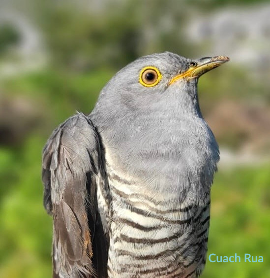 DeptHousingIRL's tweet photo. 🐦 The race is on! 

Minister @COSullivanTD is inviting the public to follow the remarkable journey of three Irish cuckoos as they migrate from Ireland to Africa.

Follow their progress, discover their migration routes and see who reaches Africa first at https://t.co/4amskUEXHS. https://t.co/6V5j2XBOU0