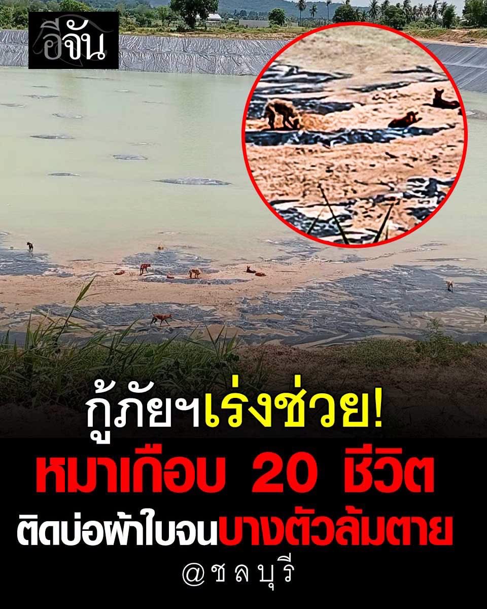 Toonee8008's tweet photo. เห็นเเล้วบีบหัวใจ! มีคนเเชร์ภาพหมาเกือบ 20 ชีวิต ติดบ่อผ้าใบหลายวันจนบางตัวล้มตายสลด 
ล่าสุด กู้ภัยมูลนิธิสว่างบริบูรณ์ธรรมสถาน วางตะเเกรงให้น้องขึ้นมา รอลุ้นว่าน้องจะเดินขึ้นมามั้ย? https://t.co/v6H9cndNnu
