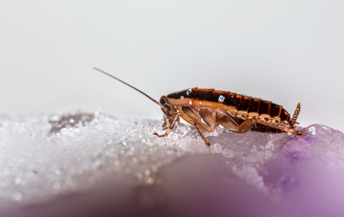 iHLS1's tweet photo. These Cyborg Cockroaches Are Controlled by AI — But Not in the Usual Way: Controlling insect-based robots has long been an area of interest for researchers looking to combine the mobility and efficiency of living organisms… https://t.co/fZhZipIdwF Visit https://t.co/d3046xxCA0 https://t.co/HsVkhktUEA