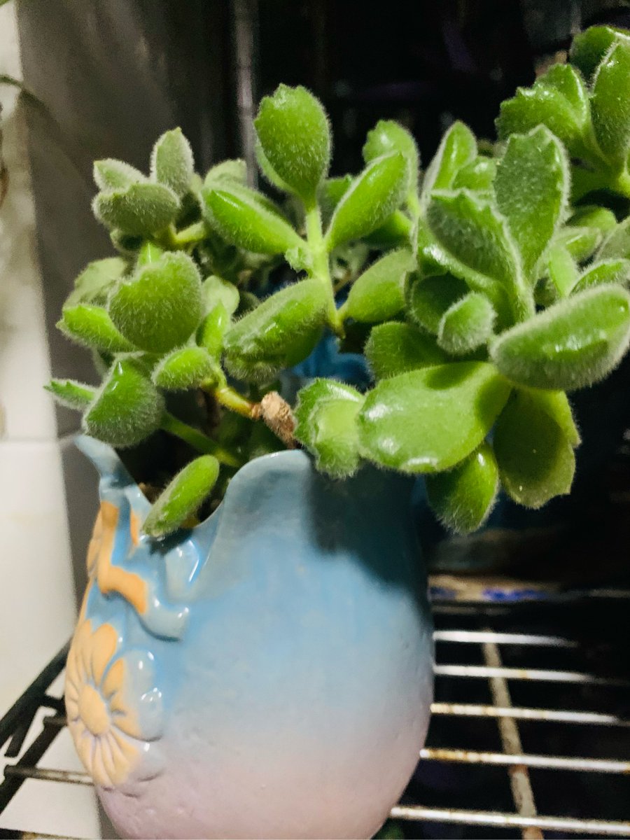 TGRockonWeb's tweet photo. [Just caught my desk plant “watering” itself overnight—turns out my new succulent’s got a grudge against my overzealous watering schedule. Office low-maintenance chaos = 1 win for the little guy!] https://t.co/BineuU14b2