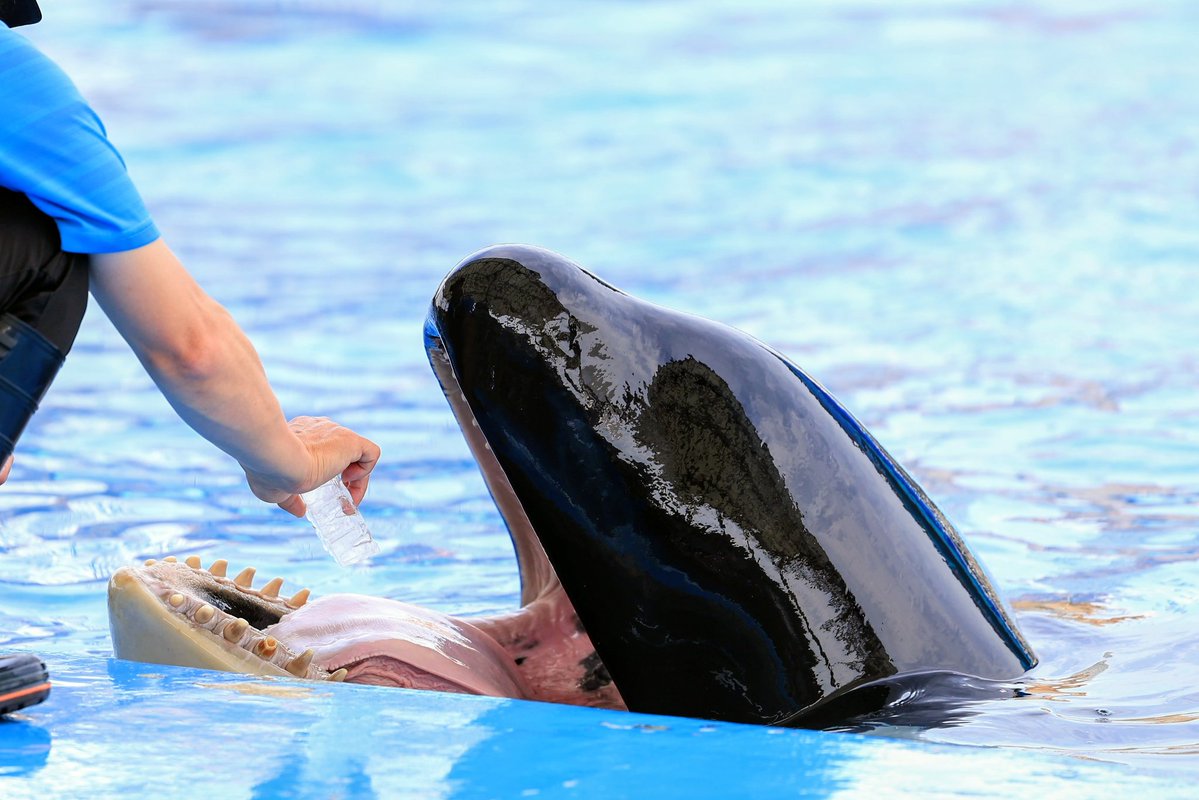 シャチおら 氷の塊をもらってました。 #シャチ #名古屋港水族館