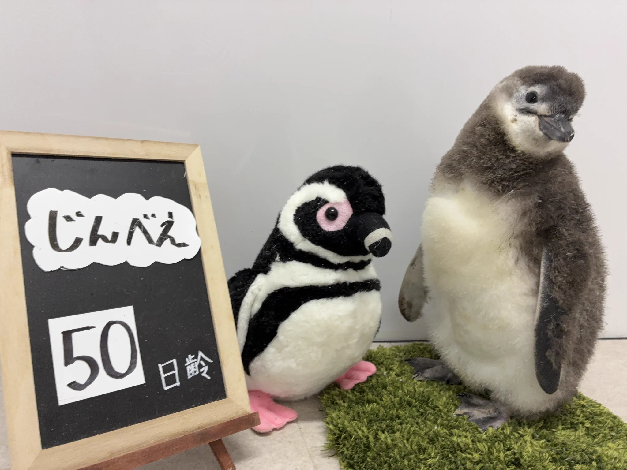 すみだ水族館【公式】 on X: 