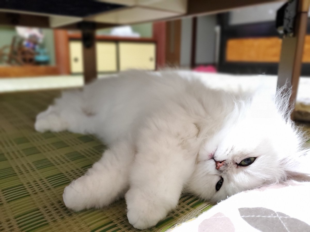 mari023jam's tweet photo. だらーん꜀( ꜆-ࡇ-)꜆とけてるね🤍
#チンチラシルバー  #ペルシャ
#猫のいる暮らし  #猫が好き
#にゃんすたぐらむ https://t.co/Ufud9Mst7l