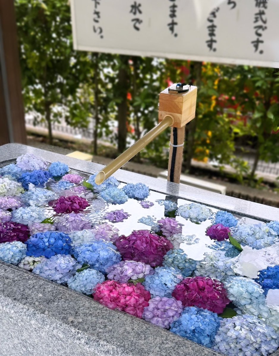 d0tkq's tweet photo. 今回の雨グッズと紫陽花いっぱいの桜神宮の相性良すぎた( ᴖ _ ᴖ )︎︎👍🏻⭐️💞 https://t.co/npoQlYfTJJ