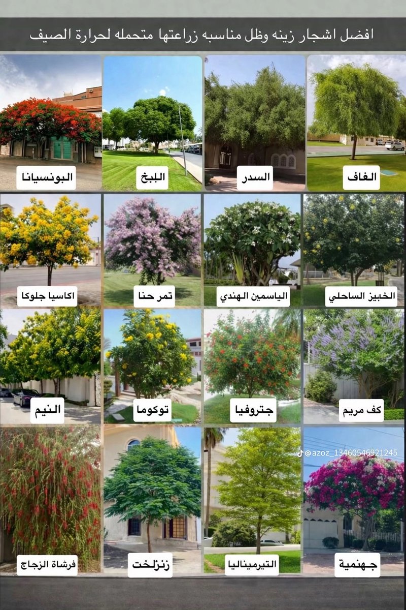 basateen10's tweet photo. كثرت اسئلة وش ازرع امام البيت ؟؟
بعطيك هالصورة فيها جميع الانواع الملائمة للاستزراع
لاتتعداها وبس🍀☘️ https://t.co/c5iUlTmTUl
