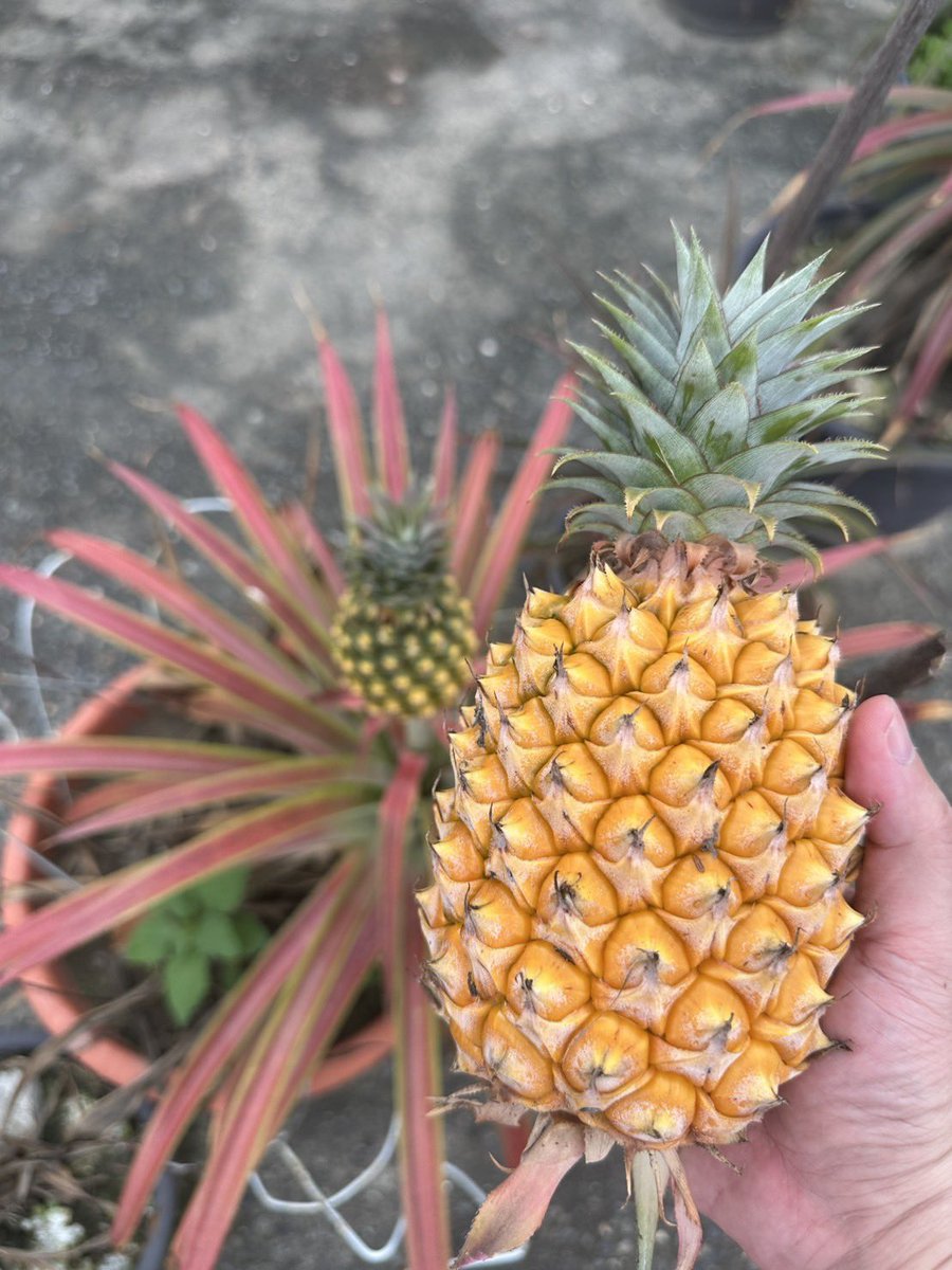 play_knives's tweet photo. 今年収穫したファーストパイナップル🍍 https://t.co/KByOyI6A9u