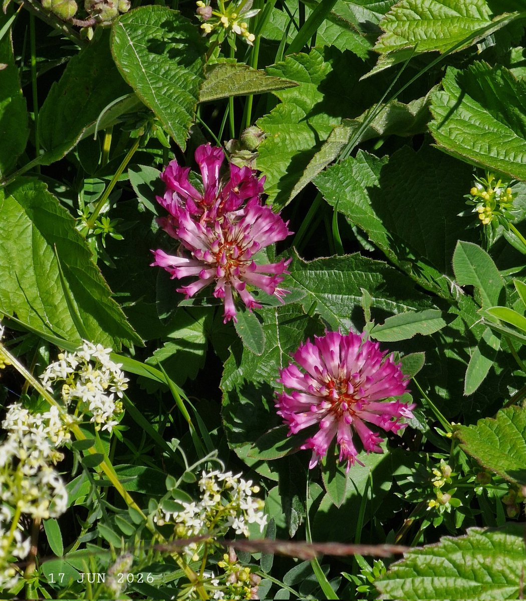 IDadzkov's tweet photo. Red clover. Rödklöver.  Клевер красный.
#nature #flowers #RedClover #rödklöver #FlowersPhoto https://t.co/ZrRMUNWYW0