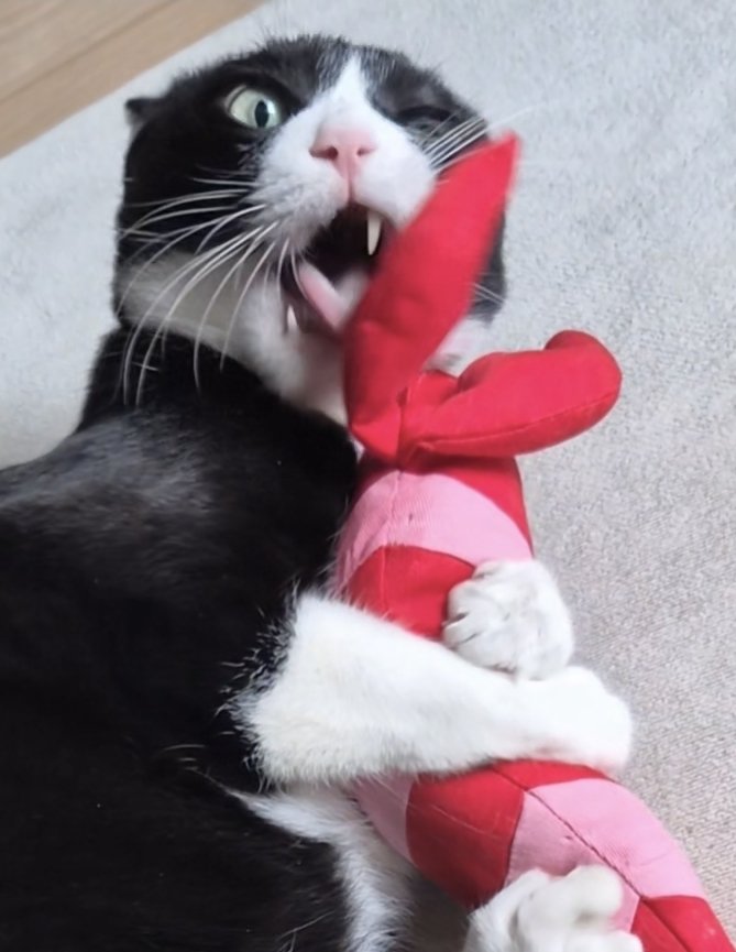 konbu_hachiware's tweet photo. 猫を飼っています。 https://t.co/4yyosEhFyR