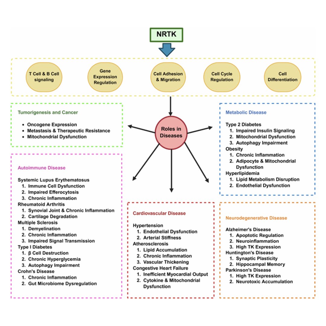 sigtrans_sttt's tweet photo. This review summarizes the biological functions &amp; signalling networks of non-receptor tyrosine kinase signaling pathways, their roles in disease #Pathogenesis, and emerging therapeutic approaches targeting these molecules. @JohnsHopkins

#STTT #OpenAccess: https://t.co/7744kryZLq https://t.co/rRJcAQVfiz