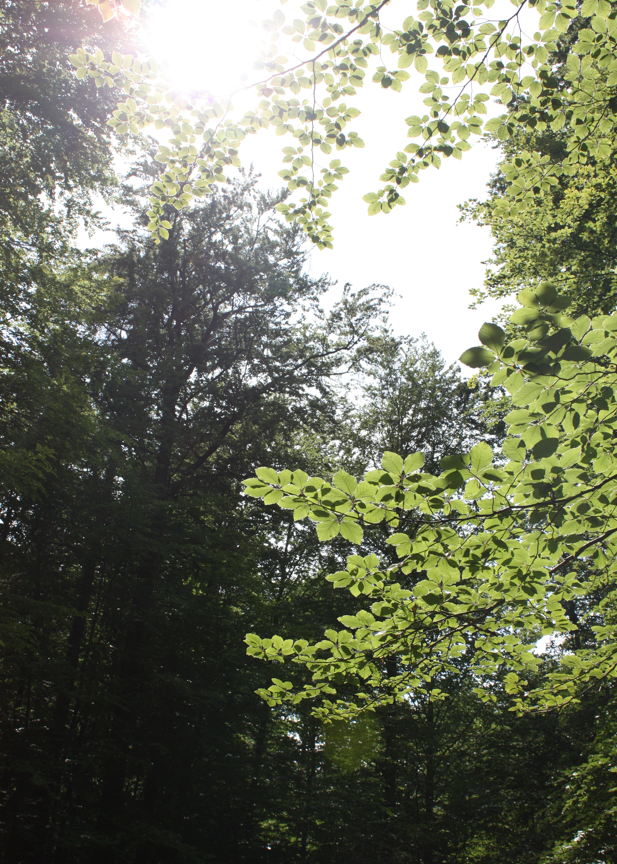 l1d11zzz__'s tweet photo. i’ve been going out into forests and doing a lot of photography to help me stay active &amp; calm , all my photos end up blurry but i still think these are very nice .ᐟ.ᐟ 🌲🍃⊹ ࣪ ˖ https://t.co/ZgXCdYMx2C