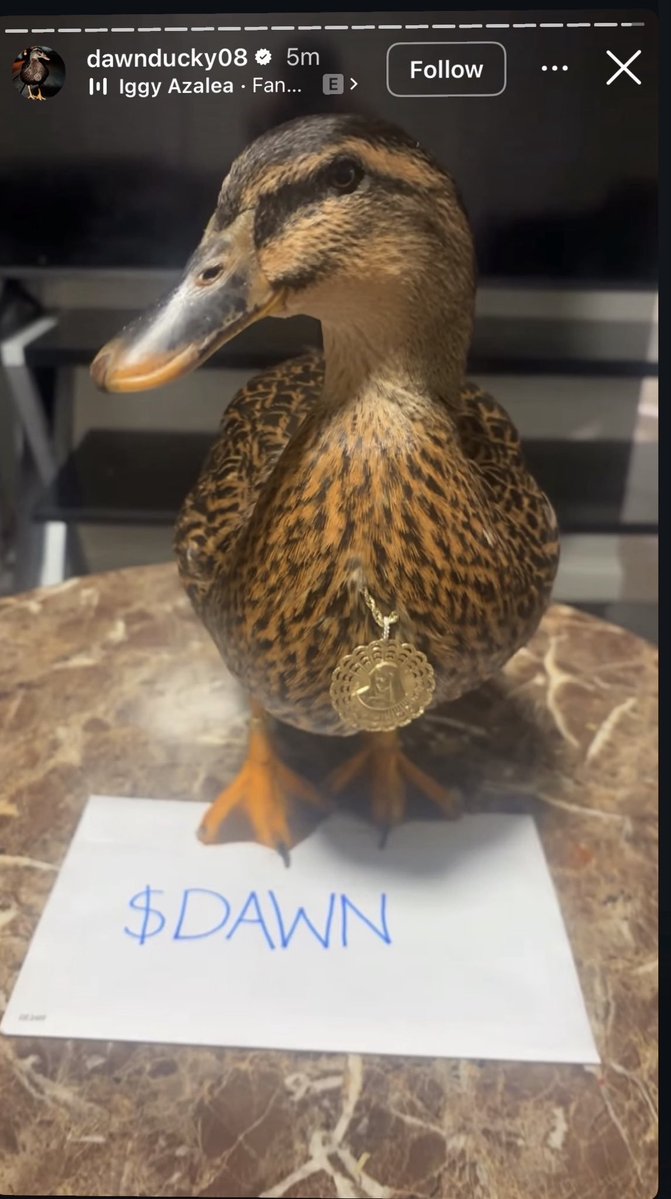 DawnTheDuckSol's tweet photo. Dawn The Scottish Duck

Traveling The World

Official DAWN Coin

Creator Onboard

CA: EmfAFkiXqHqN6j1yGkxShnMLaHLpm7kFdzZzhbtupump

Instagram:
https://t.co/MYE2lwtzf8

TikTok:
https://t.co/6BQWi4RxBM https://t.co/5xUhU1wrZX