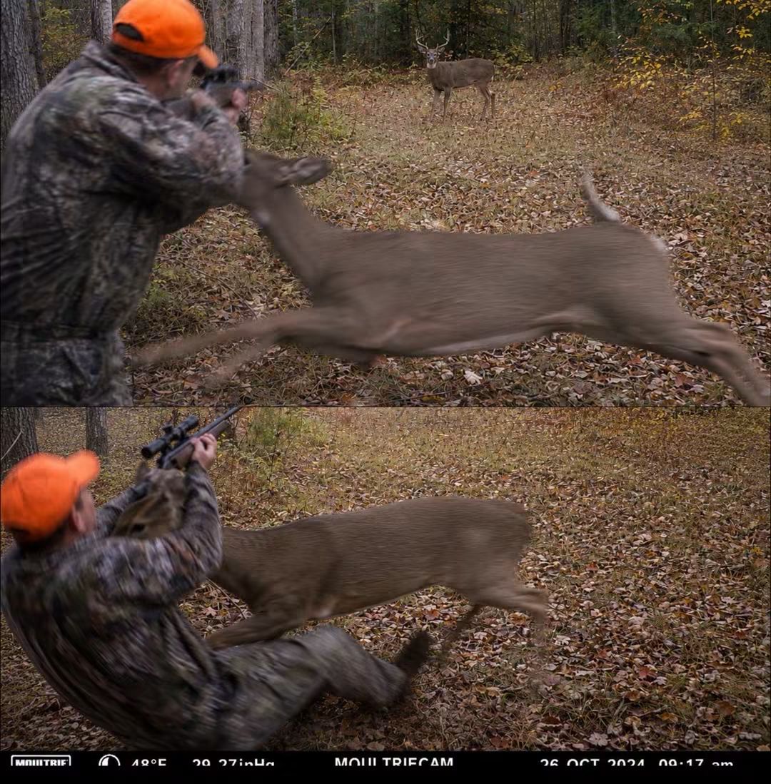 Mr_Husky1's tweet photo. Hunting was banned after deer started fighting back.

At first, nobody in northern Wyoming believed the hunters who came into emergency rooms saying they had been attacked by deer. Several men showed up with bruised ribs, busted knees, and torn jackets after hunting near the Bighorn Mountains, but the stories were written off as falls, panic, or hunters too embarrassed to admit they slipped in the woods. Then a trail camera changed everything. The footage showed a hunter lining up a legal shot on a buck when another deer suddenly charged from the trees and slammed into him before the rest of the herd scattered.

Wildlife officials have now temporarily banned hunting in that small area while specialists study what they are calling extremely rare herd behavior. Researchers say deer can react to danger, but learning to interrupt a hunter before a shot is almost unheard of. Until officials figure out whether the animals are responding to stress, repeated hunting pressure, or something no one fully understands yet, the area will stay closed and the story has left hunters asking the same uncomfortable question: what happens when the hunted remember?