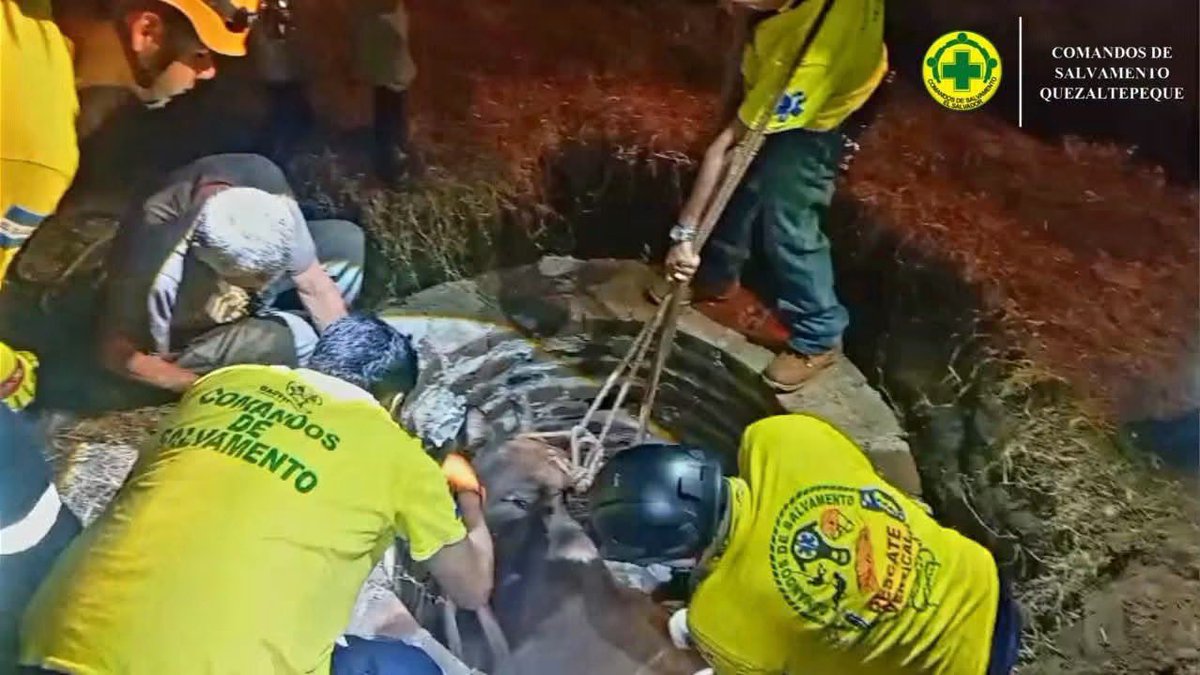 SivarNewsSV's tweet photo. 🚨🐄 RESCATAN A VACA QUE CAYÓ EN UN POZO EN QUEZALTEPEQUE

🚑 Socorristas de Comandos de Salvamento, en coordinación con el CAM, rescataron a una vaca que cayó dentro de un pozo en la lotificación La Morel, en Quezaltepeque.

🪢 Para extraer al bovino fue necesario realizar maniobras de rescate vertical y utilizar maquinaria pesada.

✅ Tras varias labores, el animal fue rescatado con éxito.